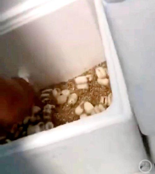 蛇蛋图片大全,奇形怪状的蛇蛋图片大盘点