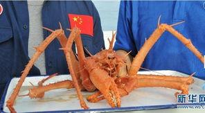 蜘蛛蟹图片大全,探寻海洋中的神秘“蜘蛛”