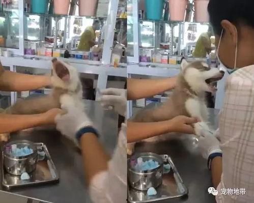 狗狗打针视频,温馨记录宠物医疗时刻