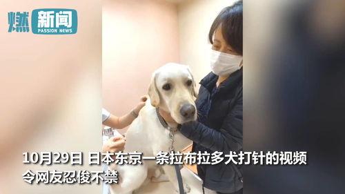 狗狗打针视频,温馨记录宠物医疗时刻