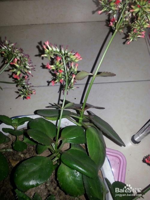 绿植图片及名称大全,绿植图片及名称大全赏析