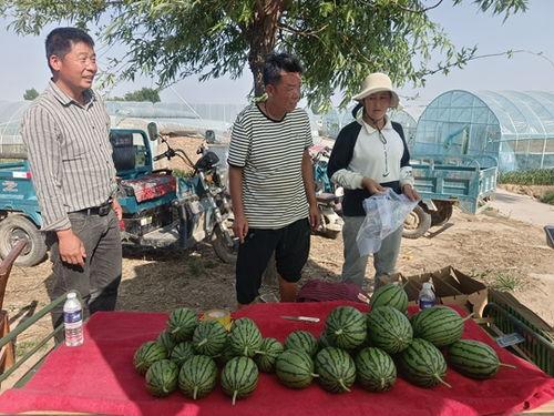 荥阳吊瓜价格今日行情,市场波动下的价格走势分析