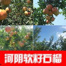 荥阳吊瓜价格今日行情,市场波动下的价格走势分析