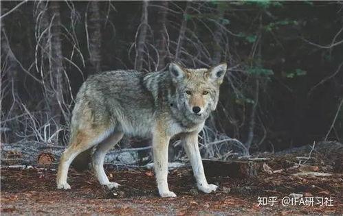 雪山狼图片大全,野生风采与神秘传说