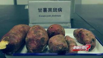 红薯长斑图片大全,揭秘常见病害与防治策略