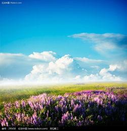 薰衣草电视剧图片大全,浪漫花海中的爱情传奇