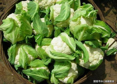 女性菜花图片大全,女性视角下的菜花图片精选集