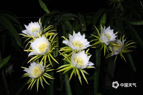 火龙果开花图片,大自然的绚烂画卷