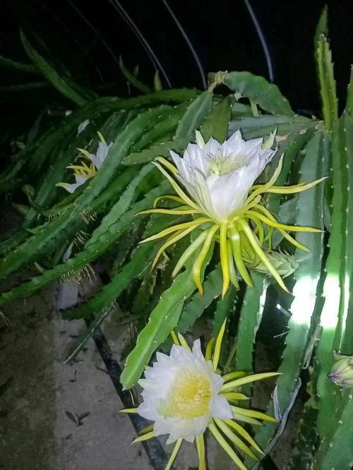 火龙果开花图片,大自然的绚烂画卷