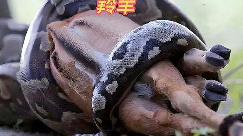 蟒蛇捕食视频,惊心动魄的猎杀过程