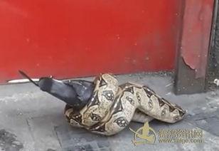 蟒蛇捕食视频,惊心动魄的猎杀过程