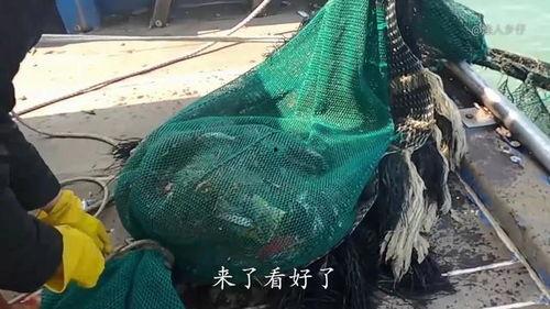 拖网捕鱼视频,拖网捕鱼现场直击