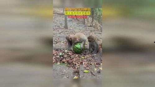 猴王吃西瓜视频,西瓜盛宴欢乐多