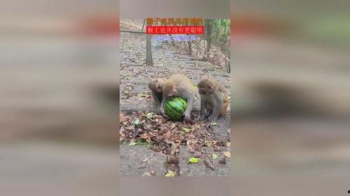 猴王吃西瓜视频,西瓜盛宴欢乐多
