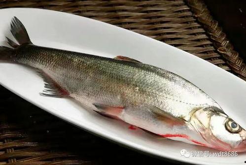 淡水鱼图片,探寻淡水鱼世界的斑斓色彩与生态奥秘