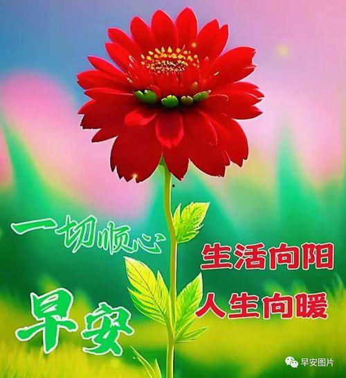 早安新图片大全,捕捉美好瞬间，开启活力一天