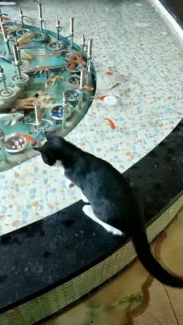 猫吃鱼视频,猫咪吃鱼的趣味瞬间
