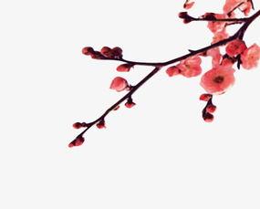 梅花配诗图片大全,古韵今风，诗意盎然的美学画卷