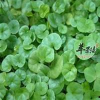 金钱草图片大全,探寻自然界的绿色瑰宝